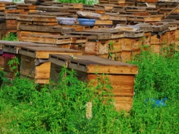 Come i fermagli e le fibbie per alveari fanno risparmiare tempo e fatica agli apicoltori