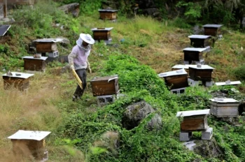 Beekeeping Essentials: How to Choose and Use Supplies for Healthy Colonies