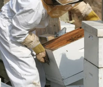 Telai per alveari in legno e plastica: Equilibrio tra sostenibilità e praticità