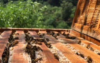 Come gli escludiregina proteggono la qualità del miele: Scienza, economia e buone pratiche