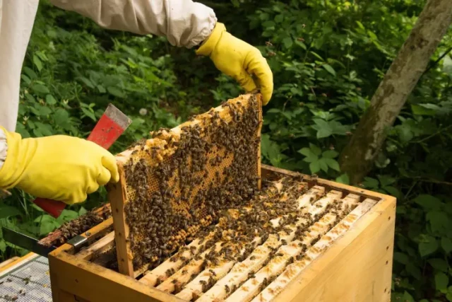 Comment nettoyer et restaurer les cadres câblés sans compromettre leur durabilité ?