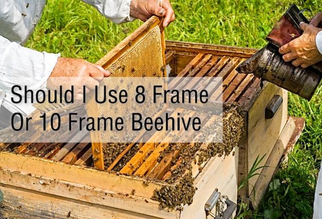 Should I use 8 frame or 10 frame beehive