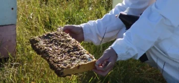 How Stored Honey Frames Accelerate Colony Recovery: A Beekeeper’s Guide