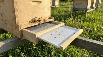 How Screened Bottom Boards Enhance Varroa Mite Control in Modern Beekeeping