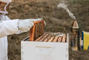 How to Choose the Right Beekeeping Smoker for Optimal Performance