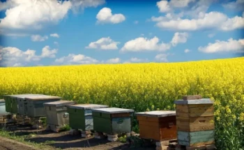 Come gli apicoltori possono fermare le formiche in modo naturale senza danneggiare i loro alveari