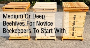 Medium Or Deep Beehives For Novice Beekeepers To Start With