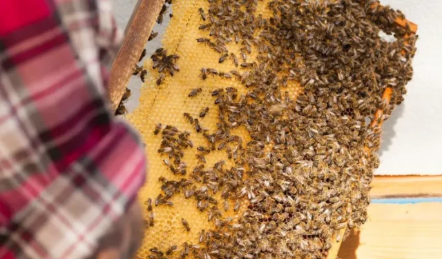 Plastic vs. Wax Foundations: A Data-Driven Guide for Beekeeping Success