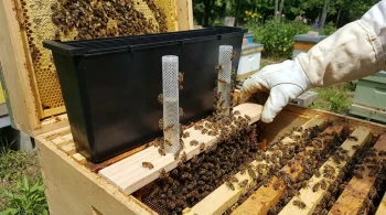 Как выбрать между рамочными и гравитационными кормушками для оптимального здоровья улья