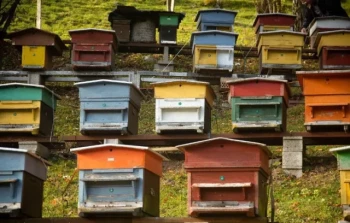 How to Choose a Beekeeping Starter Kit That Protects Both Bees and Beekeepers
