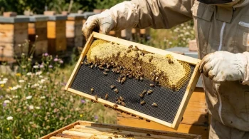 How Commercial Beekeepers Balance Durability and Bee Behavior with Plastic Foundations