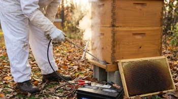 How Broodless Timing Unlocks Oxalic Acid's Full Potential Against Varroa Mites