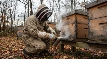 How Oxalic Acid in Late Fall Boosts Mite Control & Colony Survival