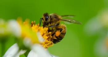 Come ottimizzare il controllo del coleottero dell'alveare senza danneggiare le api