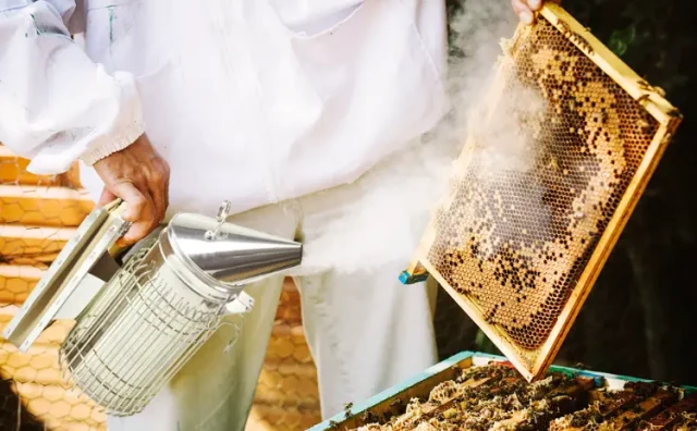 How to Master Your Beekeeping Smoker: Safe Operation & Optimal Fuel Choices
