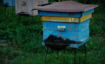 Come determinare l'altezza ottimale del porta-alveare per garantire comfort ed efficienza