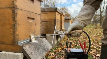 如何优化草酸处理以获得更健康的晚秋蜂群