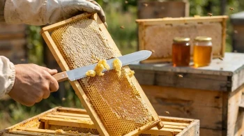 How Precision Uncapping Tools Improve Hive Health and Beekeeper Efficiency