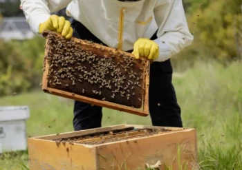 Nuc vs. Package Bees: How to Choose the Right Start for Your Beekeeping Journey