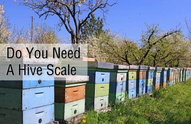 Do You Need A Hive Scale