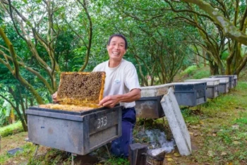 옥살산 기화로 꿀벌을 보호하면서 진드기를 안전하게 방제하는 방법