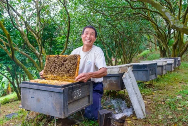 草酸蒸发法如何在保护蜜蜂的同时安全控制螨虫