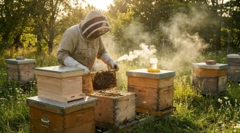 How to Prevent and Resolve Bee Aggression, Swarming & Absconding During Nuc Installation