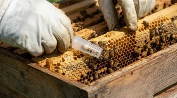 Wie man eine neue Bienenkönigin sicher einführt, ohne dass sie vom Volk abgestoßen wird