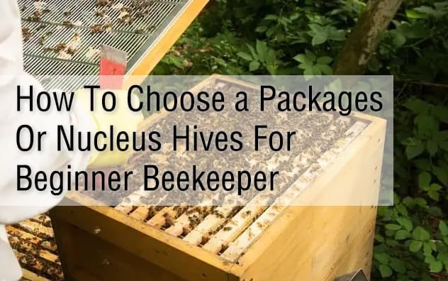 How To Choose a Packages Or Nucleus Hives  For Beginner Beekeeper