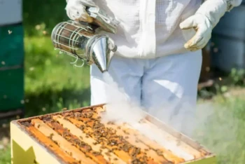 How to Use a Bee Smoker Safely: A Beginner’s Guide to Calm, Productive Beekeeping