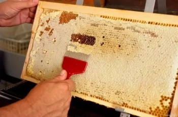 How Uncapping Forks Protect Honeycombs and Reduce Beekeeping Costs