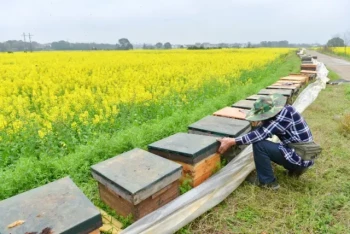 Come scegliere e preparare i combustibili ottimali per l'affumicatura delle api per avere alveari più sani