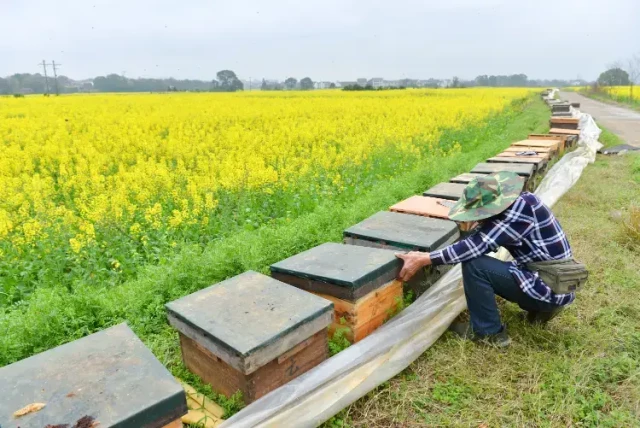 Cómo elegir y preparar el combustible óptimo para ahumar abejas y tener colmenas más sanas
