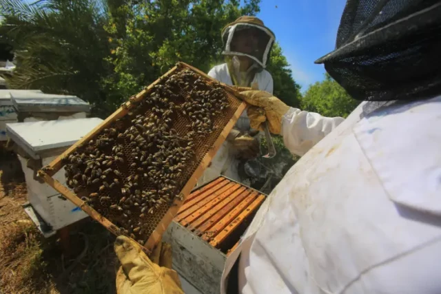 如何选择红色和橙色 J 型钩蜂箱工具以提高养蜂效率