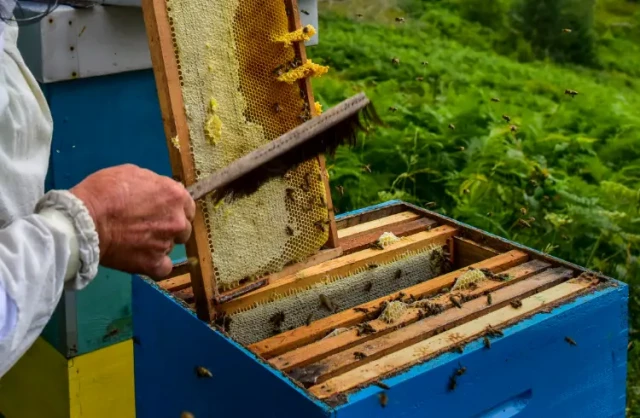 How to Use a Bee Brush Correctly: Protecting Bees While Boosting Apiary Productivity