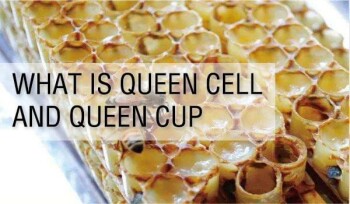 WHAT IS QUEEN CELL AND QUEEN CUP