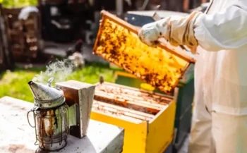 How to Clean Your Beehive Smoker Safely: A Beekeeper’s Guide to Efficiency and Disease Prevention