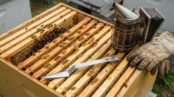 How to Choose and Maintain Hive Tools for Efficient Apiary Management