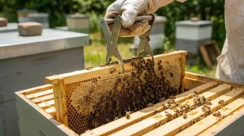 How Frame Grippers Prevent Colony Stress and Boost Beekeeping Efficiency