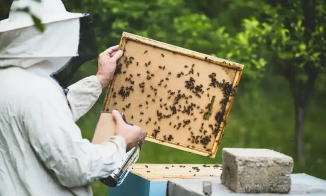 Cómo las chaquetas de abeja superan a los trajes integrales cuando hace calor sin sacrificar la protección