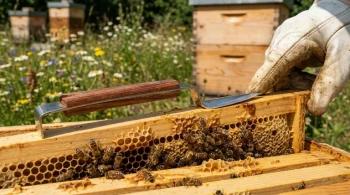 How to Choose and Use Hive Tools for Efficient Beekeeping