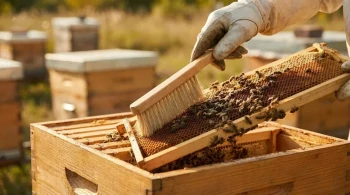 How Bee Brush Design Protects Bees While Simplifying Hive Inspections