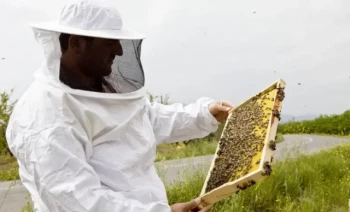 Come padroneggiare le tecniche degli strumenti dell'alveare per una gestione efficiente dell'apiario