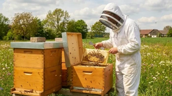 Why Start with Two Beehives? Balancing Risk and Learning for New Beekeepers