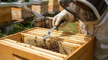 How Hive Tools Protect Bees During Hive Inspections: A Beekeeper’s Guide