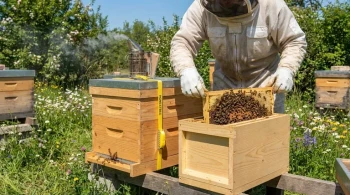 How to Split Bee Colonies Safely: A Beekeeper’s Guide to Swarm Control and Productivity