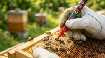 How Queen Marking Transforms Apiary Management: From Tracking to Strategic Beekeeping