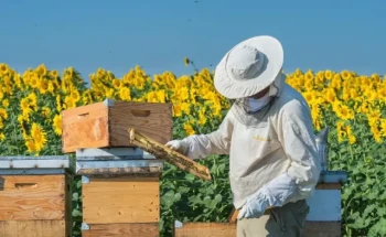 Come padroneggiare le tecniche di spazzolatura delle api per ispezioni dell'alveare senza stress