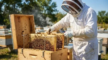 How Frame Perches Transform Hive Inspections: Efficiency, Safety, and Hive Health