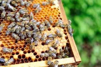 How Oxalic Acid Eliminates Varroa Mites While Protecting Honey Bees